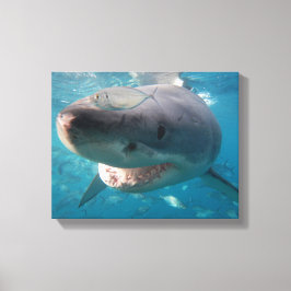 Nah-Up-Portrait von Great White Shark Leinwanddruck