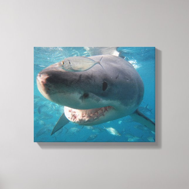 Nah-Up-Portrait von Great White Shark Leinwanddruck (Vorderseite)