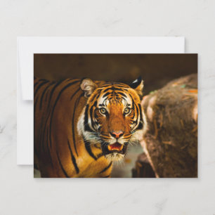 Nah-up Vibrant Tiger Postkarte