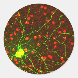Nah-Up-View der Retinalganglionenzelle Runder Aufkleber