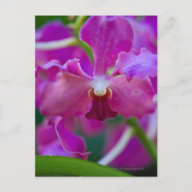 Nah-up von Rosa Orchideen Postkarte (Vorderseite)