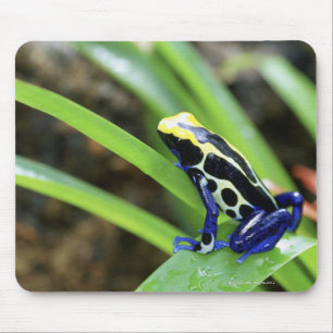 Nahaufnahme Costa Rican Kobalt-des färbenden Mousepad