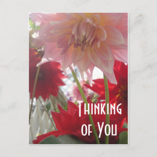 Nahaufnahme Dahlienblüten in Rosa und Rot Postkart Postkarte
