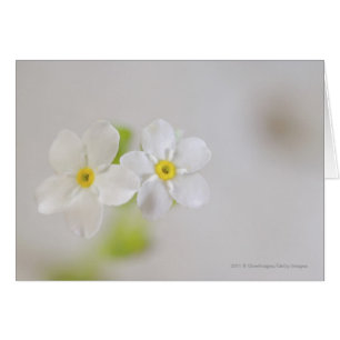 Nahaufnahme der Blumen