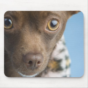 Nahaufnahme der Chihuahua mit Pelzkragen Mousepad