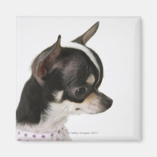 Nahaufnahme der Chihuahua, Seitenansicht Magnet
