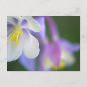 Nahaufnahme der Colorado-Columbine-Blume. Postkarte