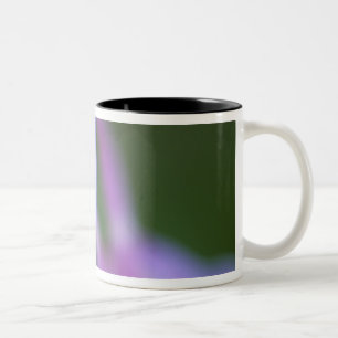 Nahaufnahme der Colorado-Columbine-Blume. Zweifarbige Tasse
