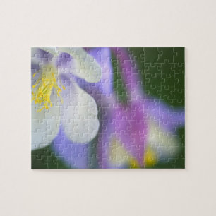 Nahaufnahme der Colorado-Sumpfdotterblume. Puzzle