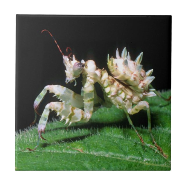Nahaufnahme der Hottentot-Mantis Fliese (Vorderseite)