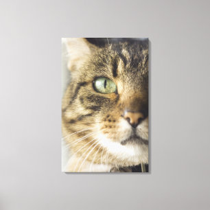 Nahaufnahme der Katze (Fokus auf Auge) Leinwanddruck