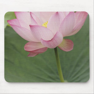 Nahaufnahme der Lotusblüte, Nelumbo nucifera), Mousepad