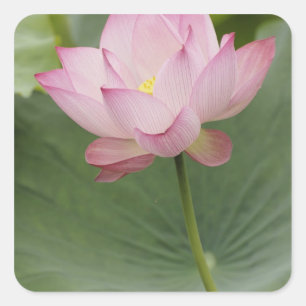 Nahaufnahme der Lotusblüte, Nelumbo nucifera), Quadratischer Aufkleber