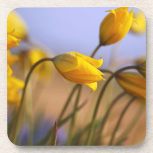 Nahaufnahme der Narzissen Untersetzer