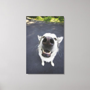 Nahaufnahme der Nase des Schlittenhunds Leinwanddruck
