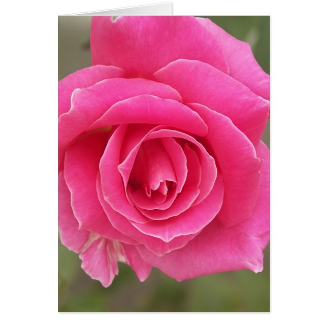 Nahaufnahme der rosa Rose (Vorne)