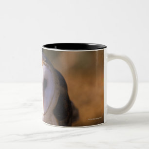 'Nahaufnahme der Schleiereule, Land zwischen Seen, Zweifarbige Tasse