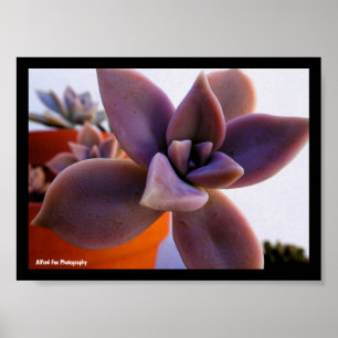 Nahaufnahme der Sukkulente Ghost-plant Poster