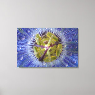 Nahaufnahme der taufeuchten Passionsblume. Bildnac Leinwanddruck