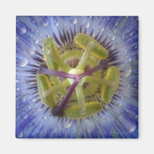 Nahaufnahme der taufrischen Passionsblume. Credit Magnet