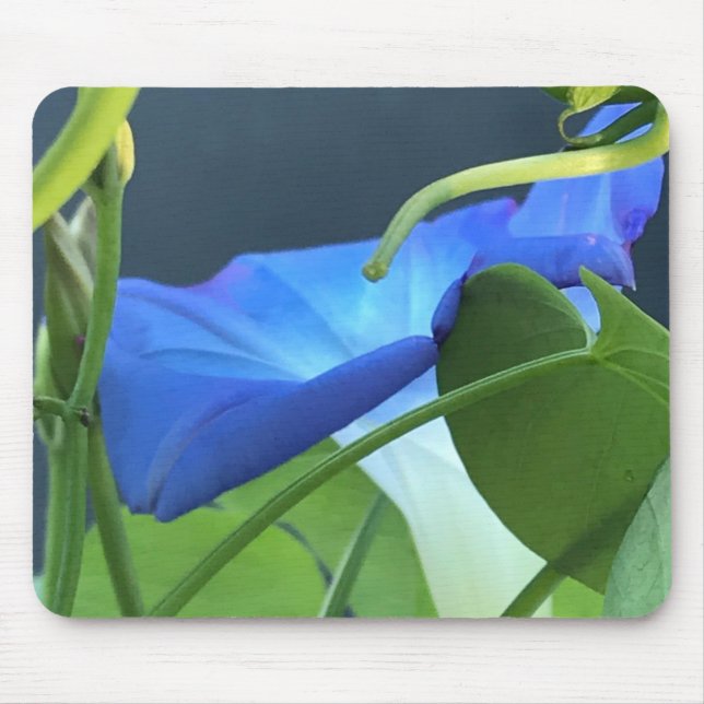 Nahaufnahme der Trichterwinde 'Chalice-of-Blue Mor Mousepad (Vorne)