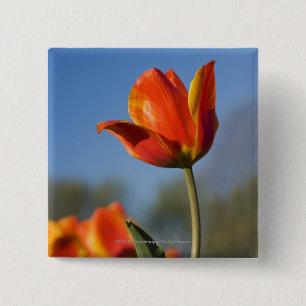 Nahaufnahme der Tulpe-Blumen Button