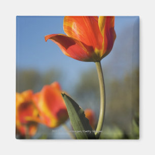 Nahaufnahme der Tulpe-Blumen Magnet