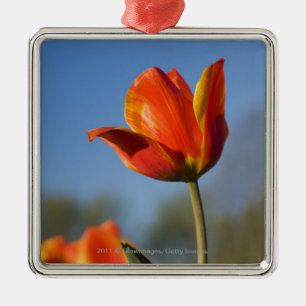 Nahaufnahme der Tulpe-Blumen Silbernes Ornament