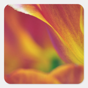 Nahaufnahme der Unterseite einer Tulpenblüte, 4 Quadratischer Aufkleber
