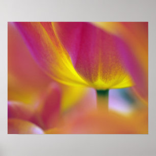 Nahaufnahme der Unterseite einer Tulpenblüte, Kuek Poster