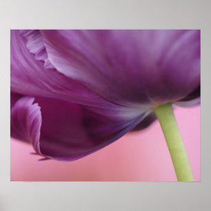 Nahaufnahme der Unterseite einer Tulpenblüte, Kuek Poster