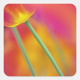 Nahaufnahme der Unterseite einer Tulpenblüte, Quadratischer Aufkleber