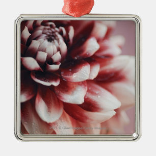 Nahaufnahme der Wassertropfen auf einer Blume Ornament Aus Metall