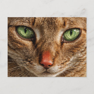 Nahaufnahme des Gesichts einer Katze mit grünen Au Postkarte
