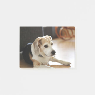 Nahaufnahme des gesunden Beagle-Welpen Post-it Klebezettel
