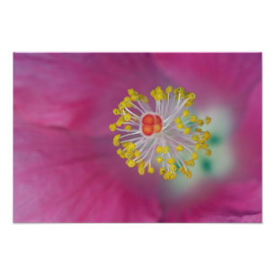 Nahaufnahme des Hibiskusblütenstaubfadens, Hibisku Fotodruck