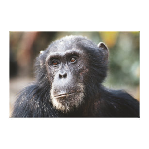 Nahaufnahme des männlichen Schimpansen Leinwanddruck