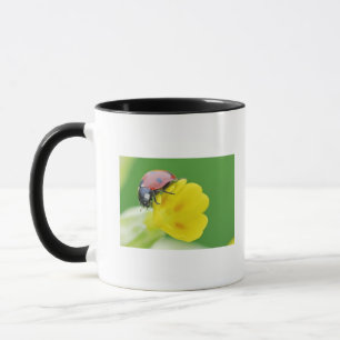 Nahaufnahme des Marienkäfers Tasse