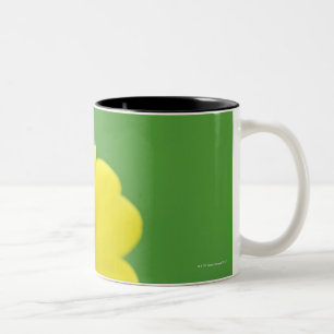 Nahaufnahme des Marienkäfers Zweifarbige Tasse