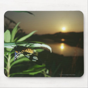 Nahaufnahme des Schmetterlinges auf Blatt am Mousepad