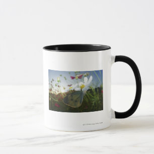 Nahaufnahme des Schmetterlinges auf Blume Tasse