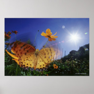 Nahaufnahme des Schmetterlinges, Flügel flatternd Poster