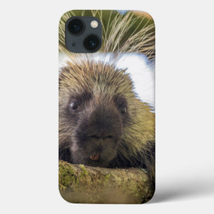 Nahaufnahme des Stachelschweins in einem Baum iPhone 13 Hülle
