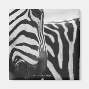 Nahaufnahme des Zebragesichtes und -schulter Magnet