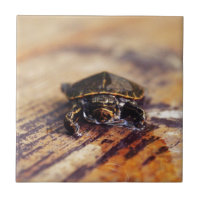 Nahaufnahme einer Baby gemalten Schildkröte