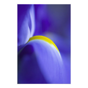 Nahaufnahme einer Blaue Schwertlilie. Fotodruck