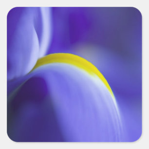 Nahaufnahme einer Blaue Schwertlilie. Quadratischer Aufkleber