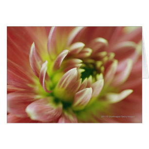 Nahaufnahme einer Blume