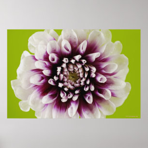Nahaufnahme einer Blume Poster