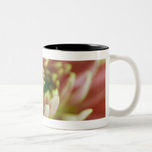 Nahaufnahme einer Blume Zweifarbige Tasse